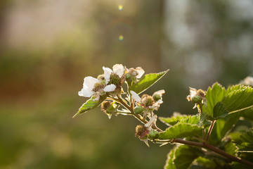 Raspberry Blossom