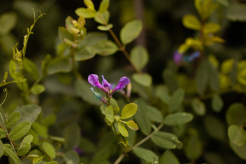 Purple Wildflowers in the La Sal Mountains