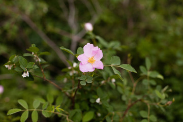 Pink Wildflowers in the La Sal Mountains