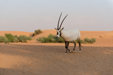 Arabische Oryx Wüste