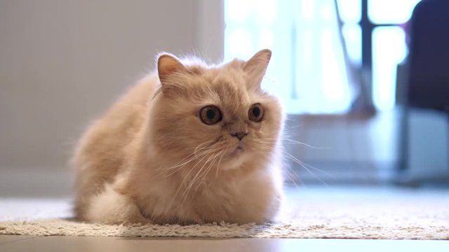 Motion of persian cat staring at people on floor with 4k resolution