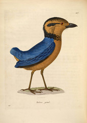 Illustration of a bird