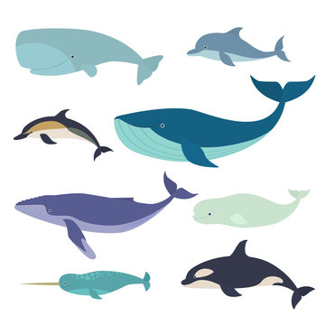 Set of vector whales and dolphins. Vector illustration of marine mammals, such as narwhal, blue whale, dolphin, beluga whale, humpback whale and the sperm whale.