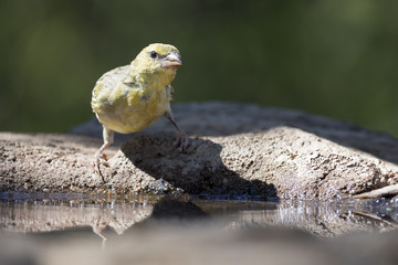 Southern Masked Weaver females having a bath in a waterhole in Kalahari desert