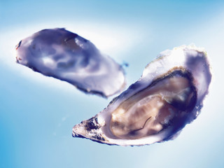 Oysters