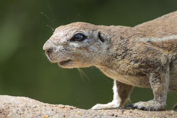 Close-up of a Ground squirrel on a rock in sun