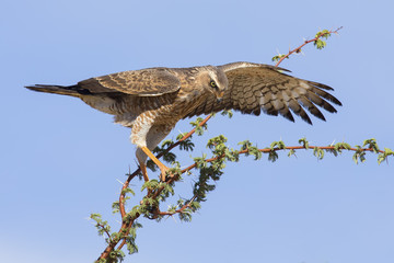 Female Pale Chanting Goshawk sitting in a tree against blue Kalahari sky