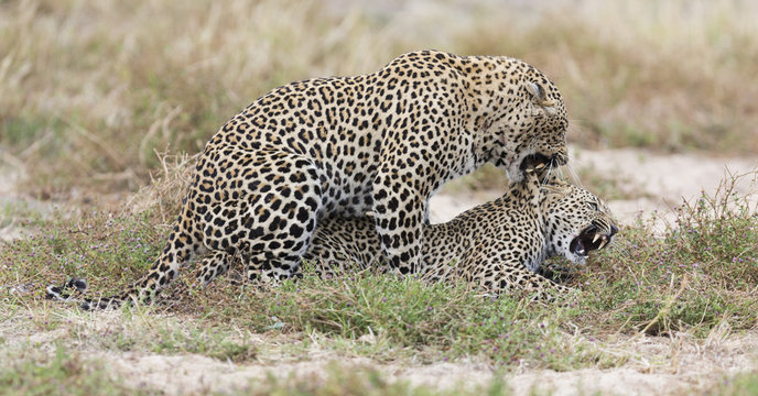Male leopard biting a female while mating on short grass in nature