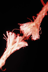Tearing rope