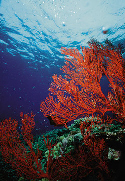 Corals
