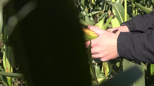 farmer hand pick big corncob at corn field at autumn time. 4K