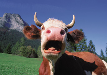 Yawning cow