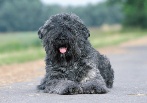 Black bouvier