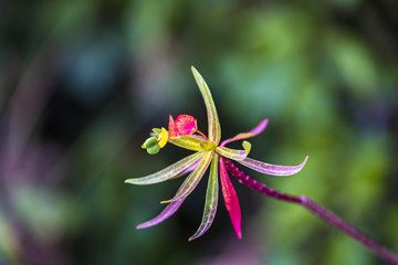 Colorful wild flower
