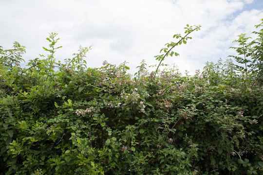 Overgrown Hedge