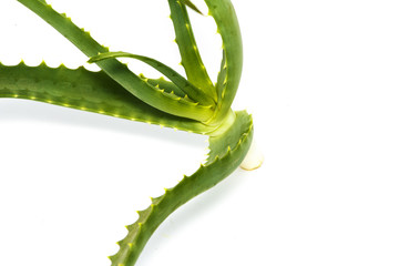Aloe vera. Isolated on white background.