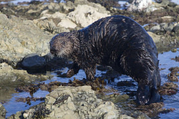 sea otter which walks along shallow water to the water on a winter sunny day
