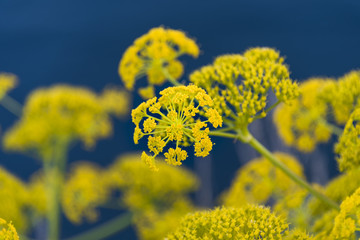 Close up image of Yellow bush of lowers 