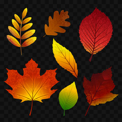 Autumn leaves - modern vector realistic isolated clip art