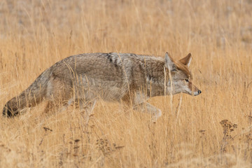 Coyote mousing