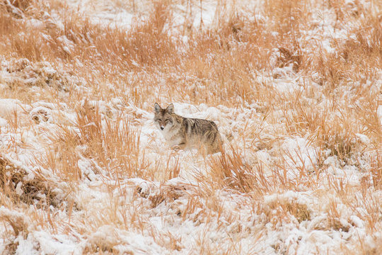 Coyote hunting in the snow - Powered by Adobe