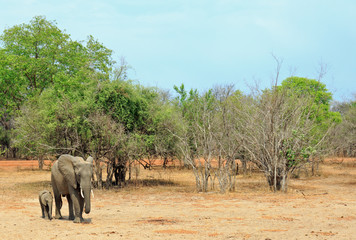 African Elephants (Loxodonta Africana) - Mother and young Calf  standing on the open African Savannah with a bush background against a blue sky, South Luangwa National Park, Zambia, Southern Africa