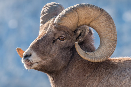 Bighorn ram during rut in Yellowstone National Park