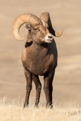 Bighorn ram showing signs of sore mouth disease in Yellowstone National Park.