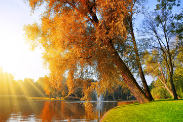 Autumn park with willow tree and pond