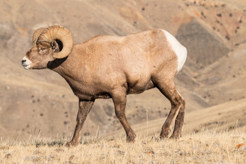 Bighorn ram in Yellowstone National Park.