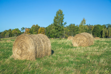 Meadow with hay rolls in autumn.