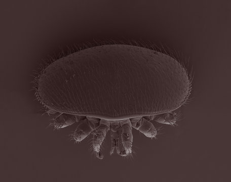 Varroa destructor bee parasite - an electron scanning microscope photo