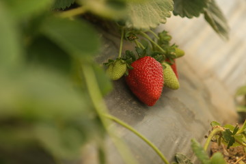 Strawberry greehouseand farmers