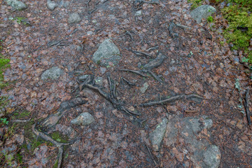Norra Kvill National Park
