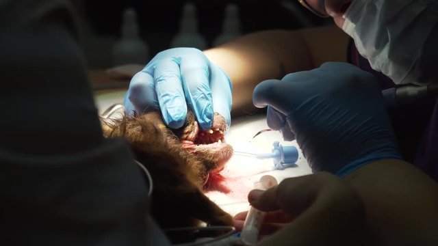 Dog is having a teeth clean on the surgical table. Sanitation of the oral cavity in dogs. Dentist vet treated teeth, the animal is under anesthesia in a veterinary clinic. Veterinary stomatology