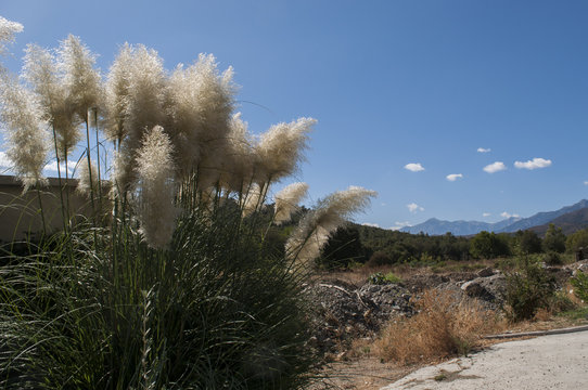 Vista della Cortaderia selloana, nota come Erba della Pampa: pianta originaria del Sud America, compresa la regione della Pampa da cui prende il nome e le cui infiorescenze sembrano piume