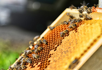 Close up of a lot of bees on the honeycomb. Blurred background on sunny day. Beekeeping concept.