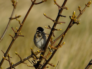 Male reed bunting