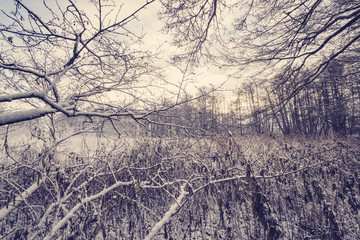 Frozen branches in a forest with frost