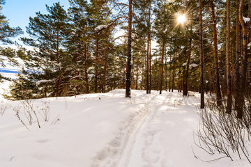 Winter landscape of coniferous forest on a mountain slope in the rays of the bright sun