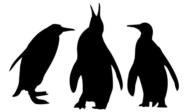 silhouette of three penguins