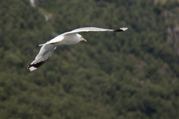 noruega