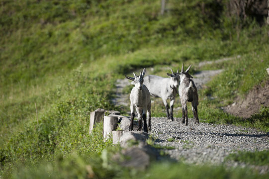 geissen bilder geissen bilder