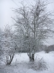 Weiße schneebedeckte Landschaft