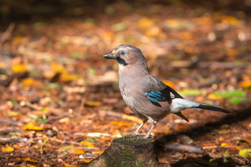 Eichelhäher auf Baumstumpf