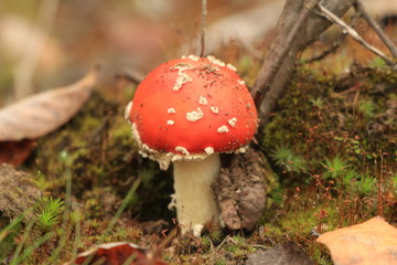 fly agaric in the autumn forest