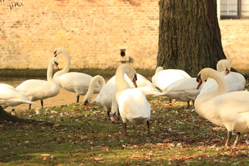 A flock of white swans on the shore of a pond