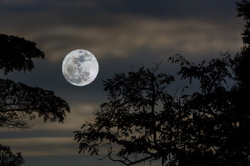 Fototapeta premium Full moon in nature with tree foreground.