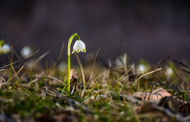 Beautiful blooming of White spring snowflake flowers in springtime. Snowflake also called Summer...