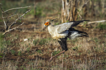 Secretary bird in Kruger National park, South Africa